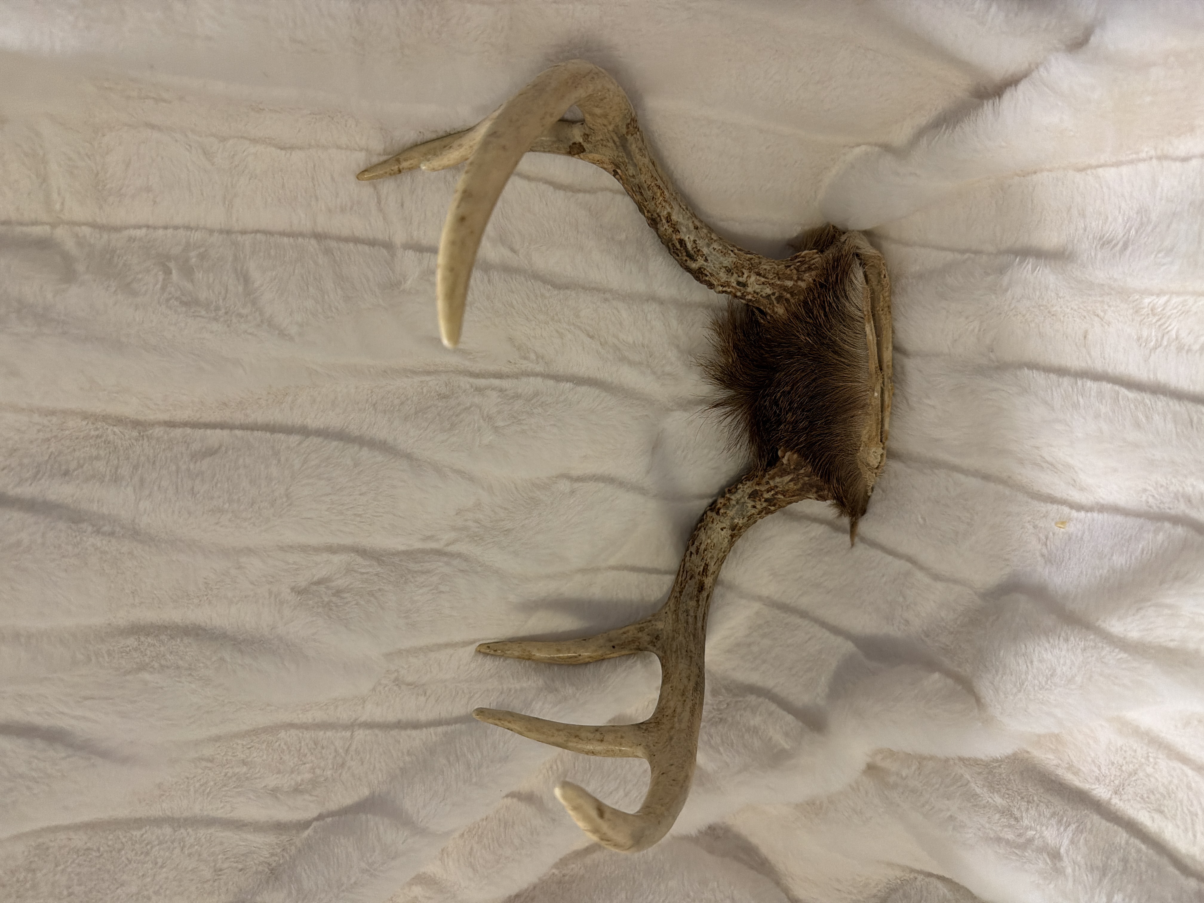 Small antler