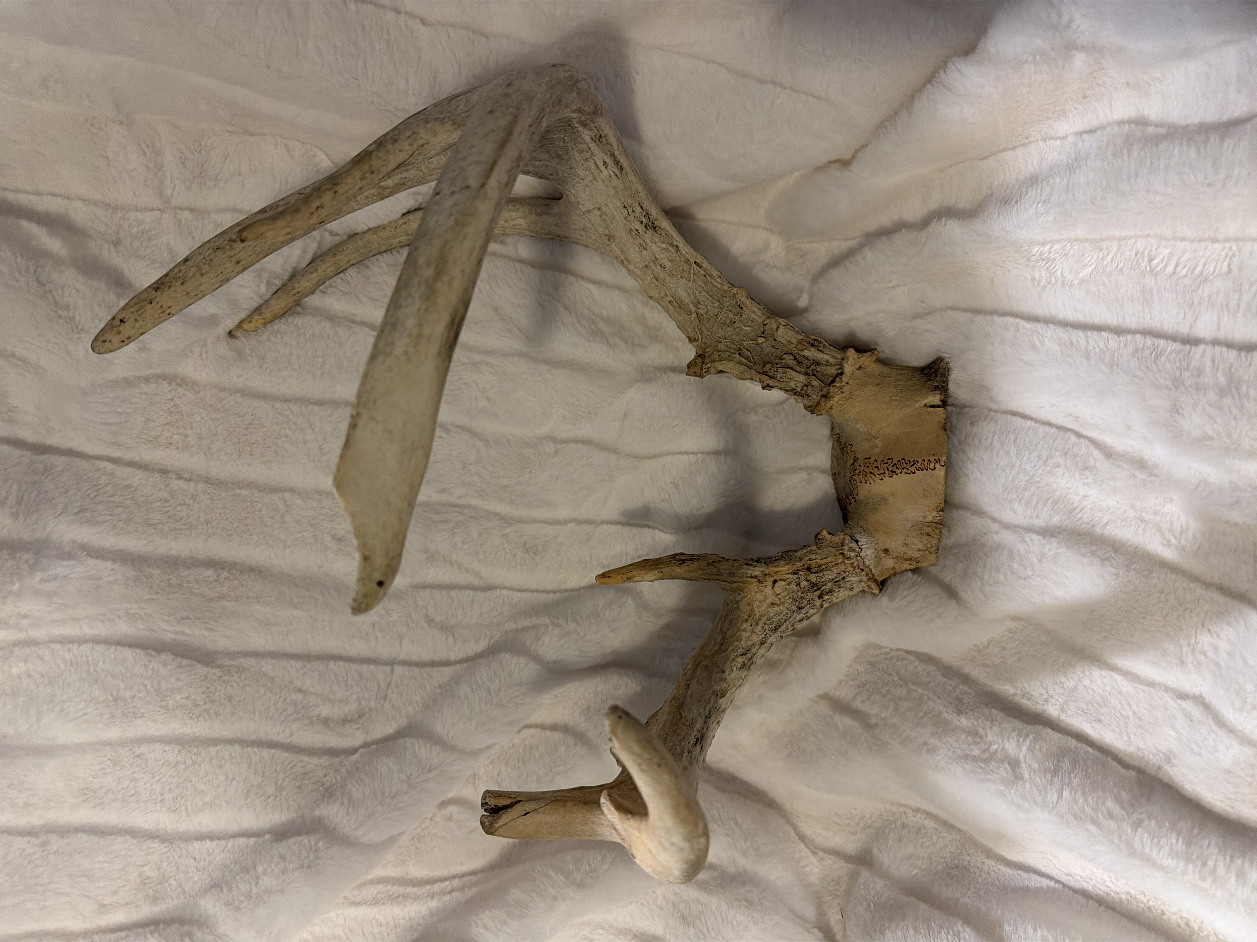 Large antler